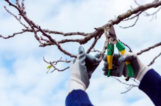 Обрезка улучшила урожай яблонь — агрономы