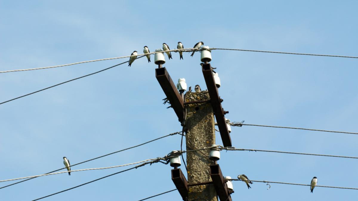 Птицы на проводах