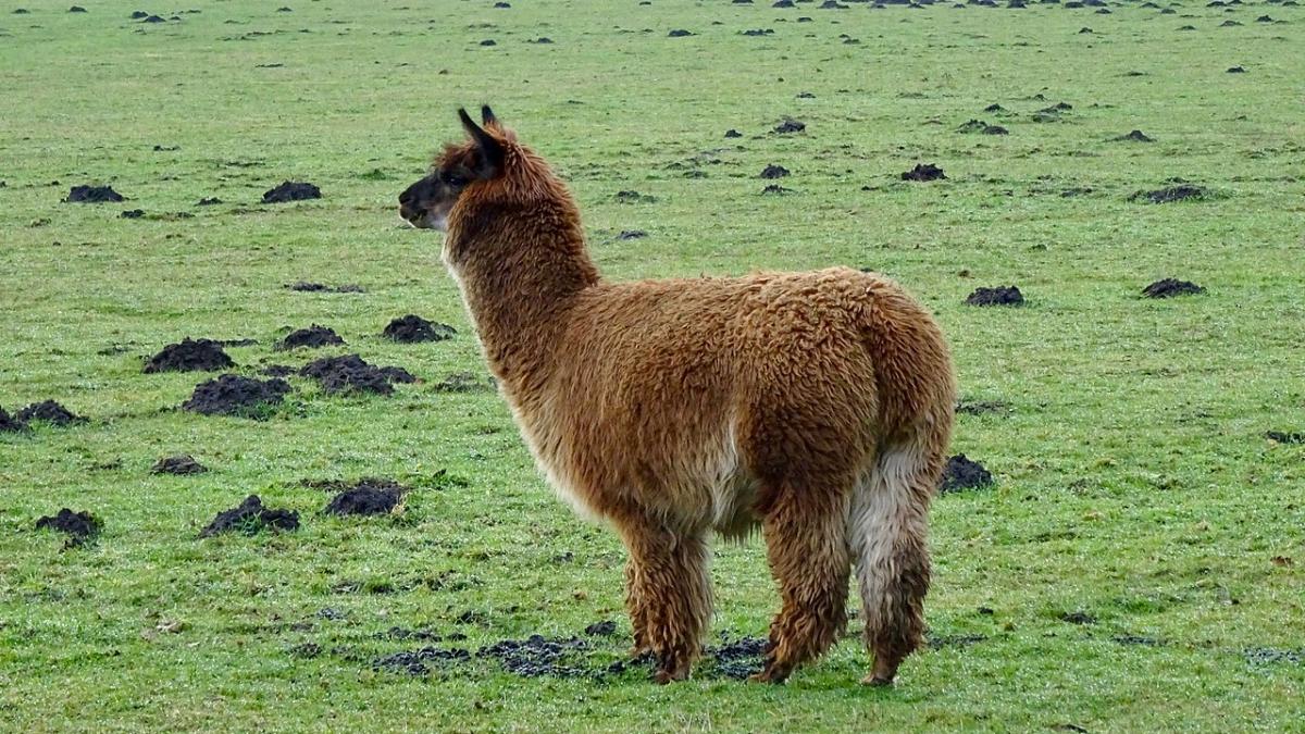 Альпака Альпака
