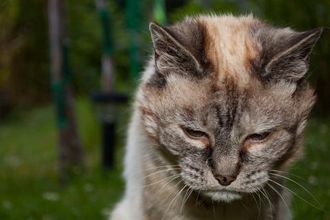Учёные Эдинбургского университета выявили у кошек признаки болезни Альцгеймера