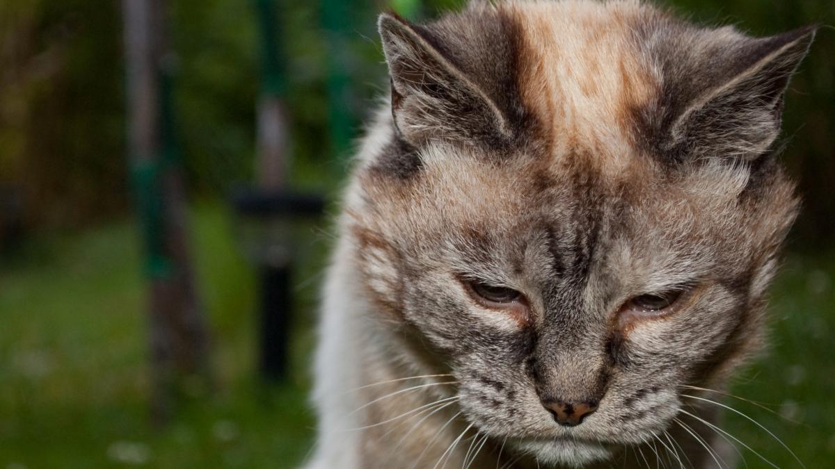 Tired 20-year-old cat