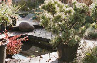 Хвойные растения улучшают почву — агрономы