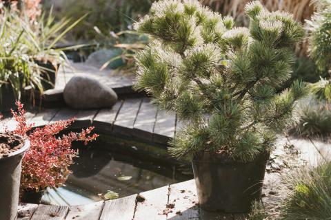 Хвойные растения улучшают почву — агрономы