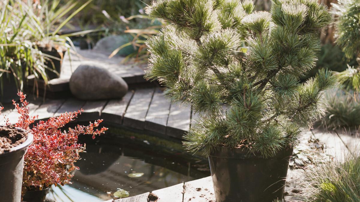 Хвойный островок