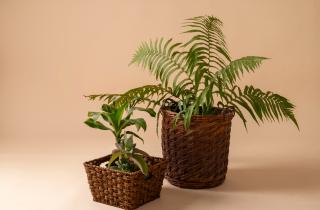 Потос укореняется зимой без подсветки — ботаники