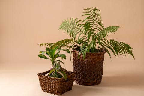 Потос укореняется зимой без подсветки — ботаники