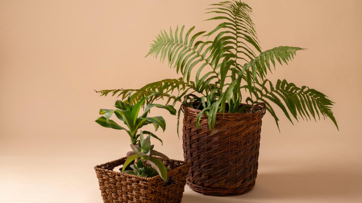 Комнатные растения