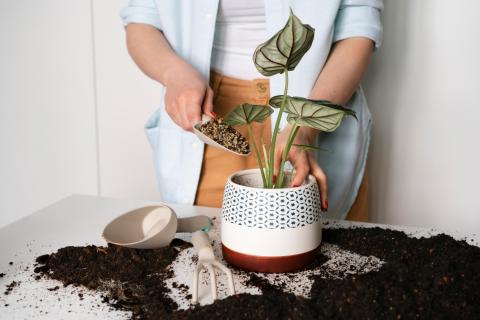 Аскорбиновая кислота укрепляет клетки растений — ботаники