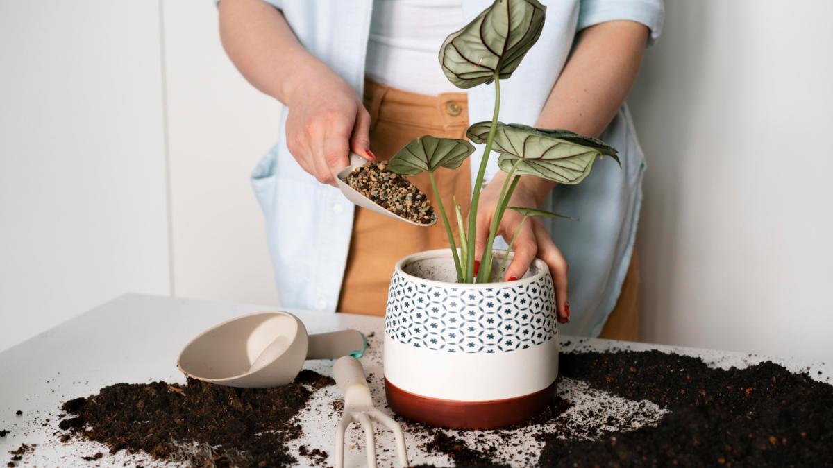 подкормка комнатных растений