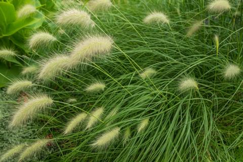 Индийские учёные доказали, что растения заботятся о потомстве — bioRxiv