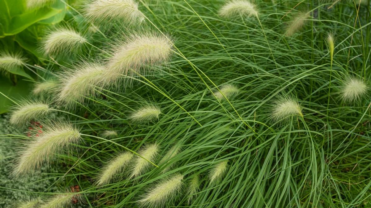 Декоративная трава с пушистыми колосьями