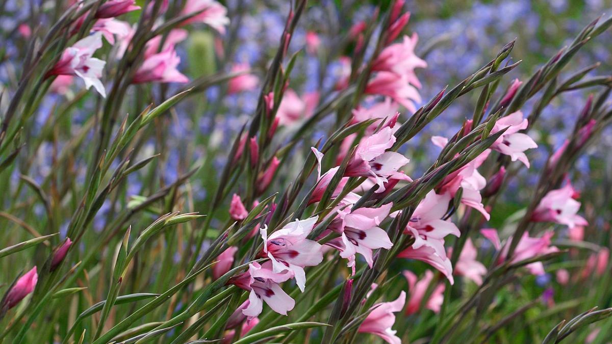 Гладиолусы