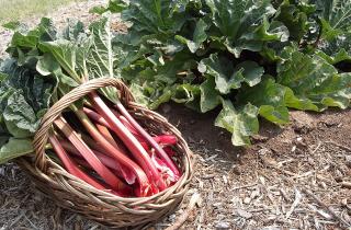 Это надо знать, если хотите выращивать ревень: французские садоводы предупреждают об опасности