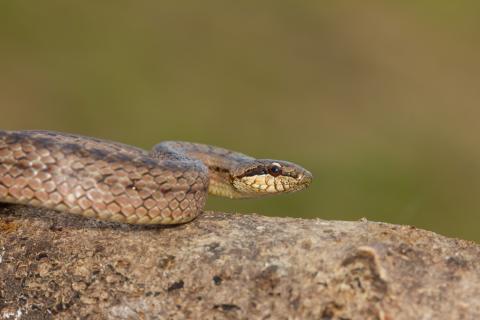 Тайные соседи отдыхающих: вот кто делит пляжи Шри-Ланки с туристами Тайные соседи отдыхающих: вот кто делит пляжи Шри-Ланки с туристами