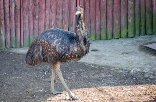 Женщина вырастила эму из яйца — Gloucestershire Live