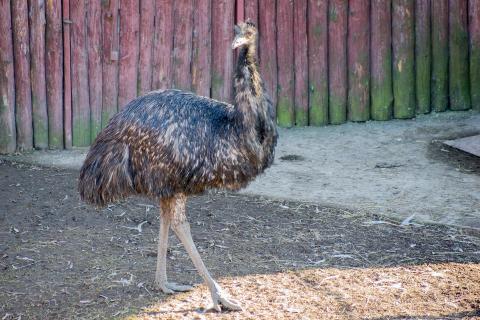 Женщина вырастила эму из яйца — Gloucestershire Live