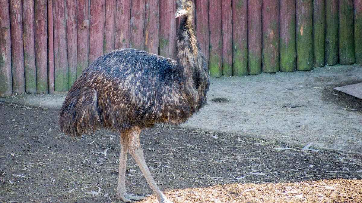 Эму