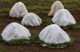 Ледяная корка снижает воздухообмен корней под снегом — 7dach