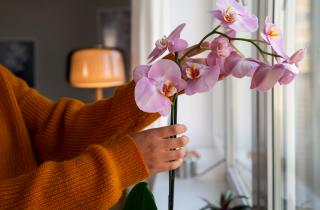 Орхидея не цветёт? Скорее на кухню — спасение уже лежит в овощной корзине