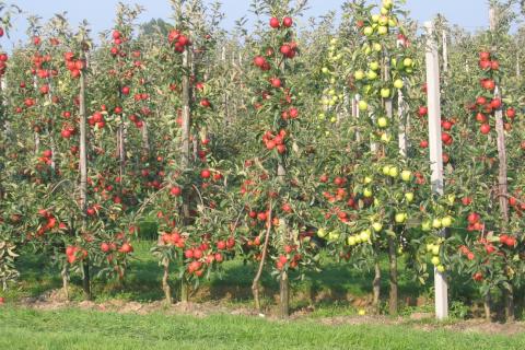 Сильнорослая груша усложняет уход из-за высоты кроны — 7dach