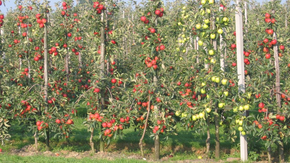 Плодовые деревья