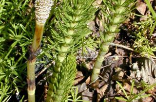 Учёные выявили у хвощей изотопы кислорода с внеземным профилем Университет Нью-Мексико