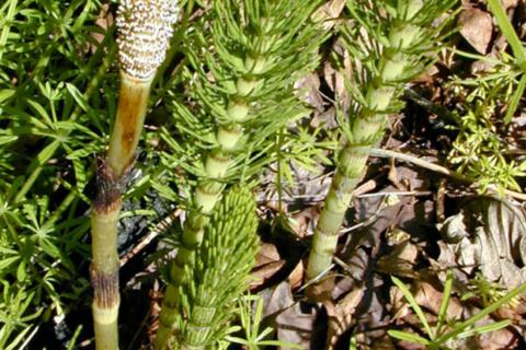 Учёные выявили у хвощей изотопы кислорода с внеземным профилем Университет Нью-Мексико