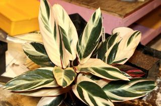 Сахар добавляют в воду для подкормки растений — Дачный клуб