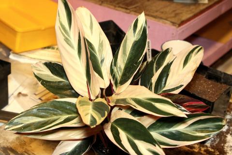 Сахар добавляют в воду для подкормки растений — Дачный клуб