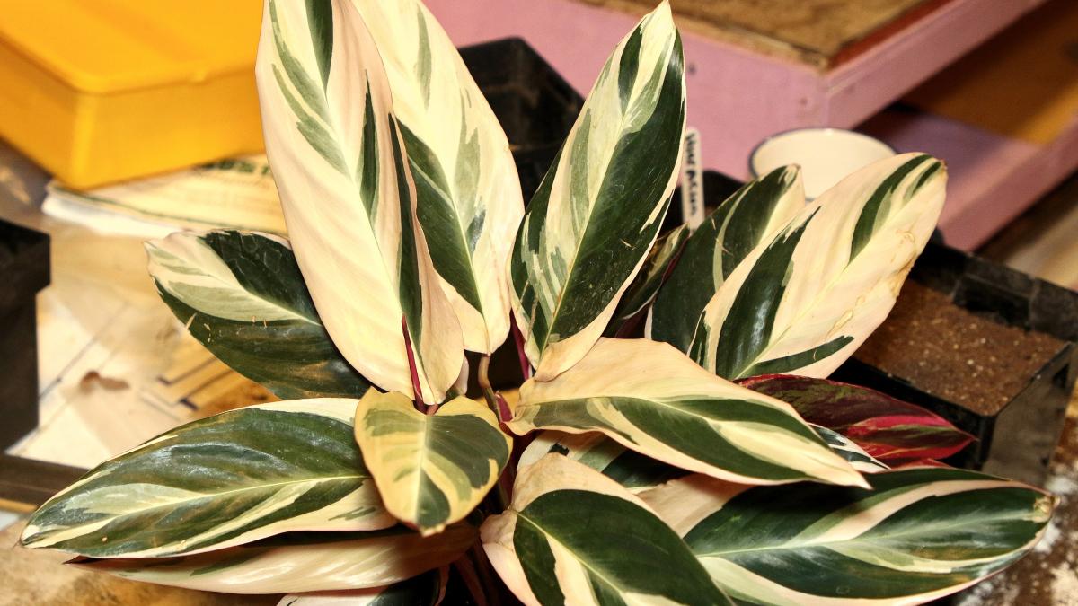 Строманта Триостар