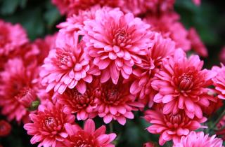 Учёные РАН вывели хризантемы с продлённой свежестью в срезке центр РАН