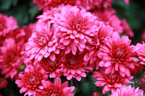 Учёные РАН вывели хризантемы с продлённой свежестью в срезке центр РАН