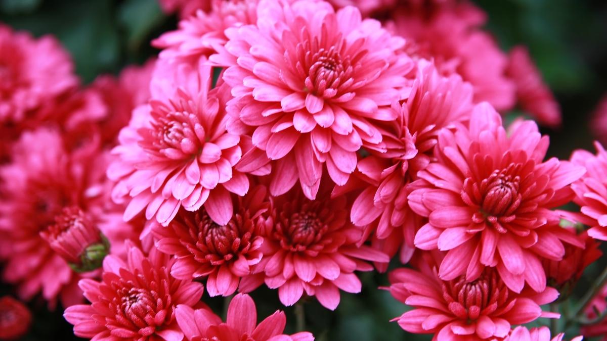 Хризантемы