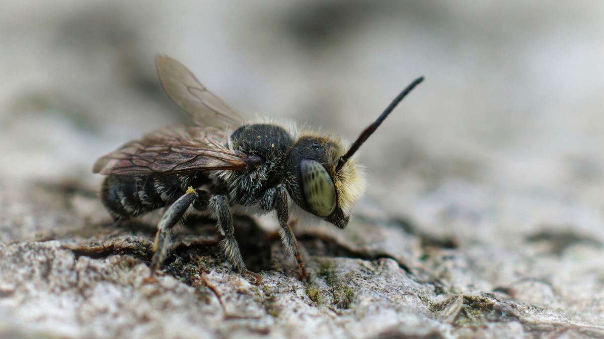 Пчела Люцифер