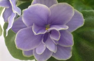 Древесную золу настаивают сутки для подкормки фиалок — цветоводы