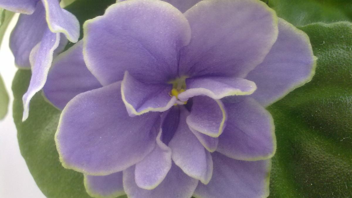 Цветы фиалки комнатной