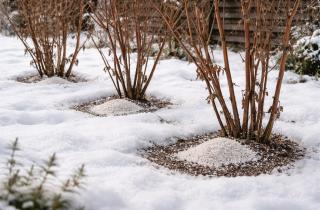 Уборка снега вокруг кустов предотвращает поломку ветвей — Огород.ru