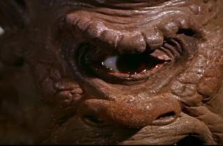 В Бразилии родился котенок-циклоп — New York Post