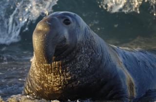 Учёные показали снижение популяции морских слонов на 47% - Communications Biology