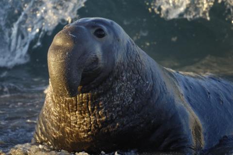 Учёные показали снижение популяции морских слонов на 47% - Communications Biology