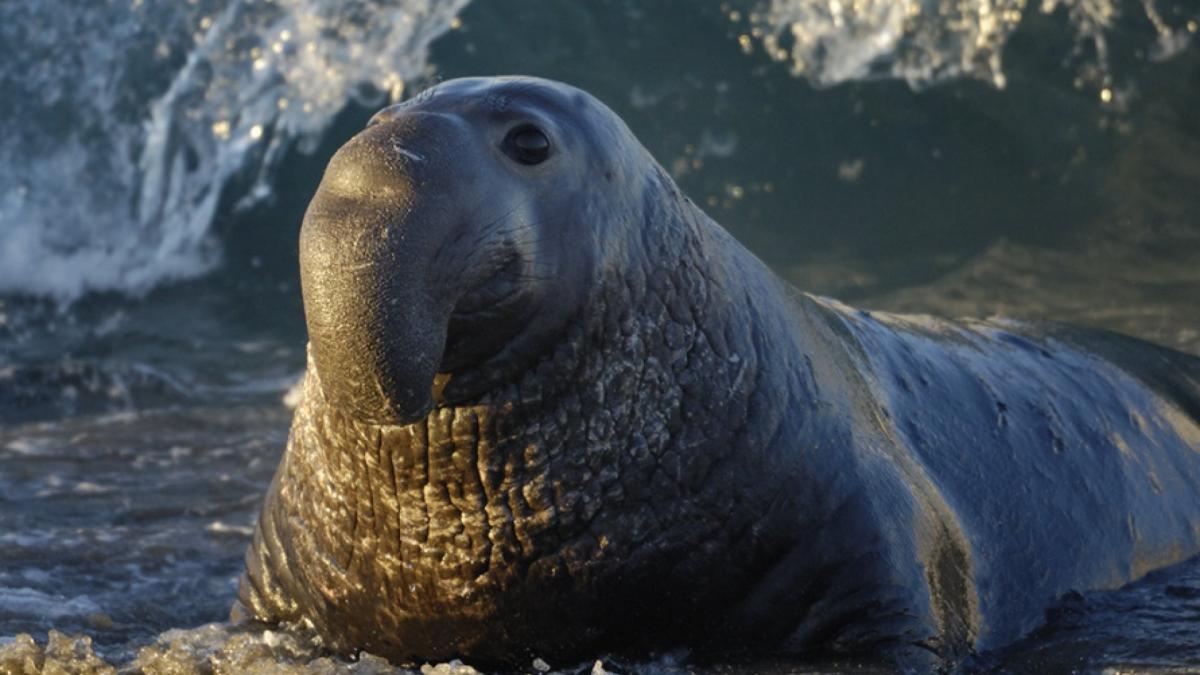 Морской слон