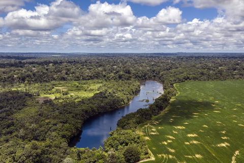 Эксперты зафиксировали снижение устойчивости Амазонии к климатическим изменениям