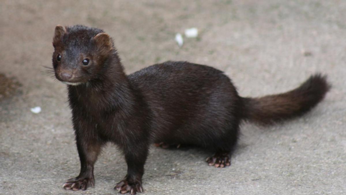 American Mink American Mink