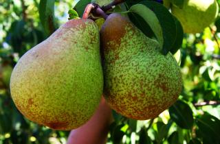 Зимние сорта груши хранятся до шести месяцев без потери вкуса — агрономы