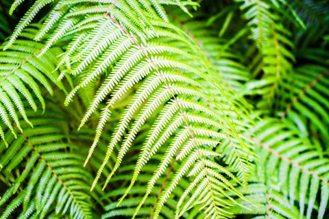 Живой монацит: китайские исследователи обнаружили растение, которое выращивает минералы