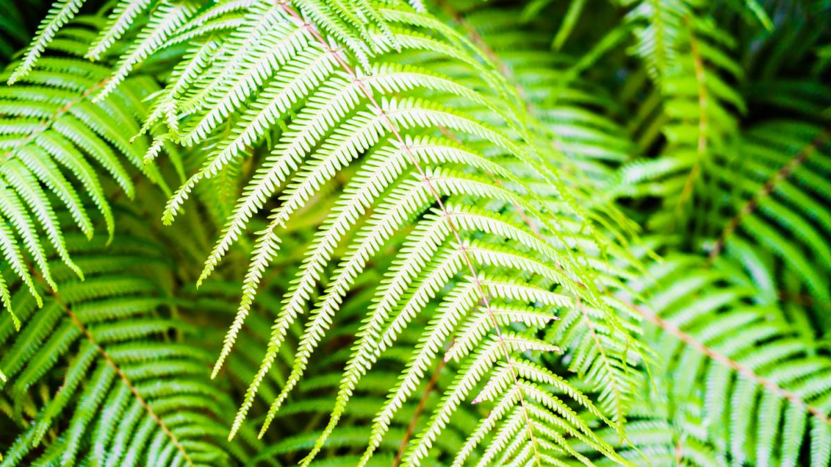 Папоротник