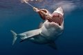 Охота на акул наносит вред хищникам, занимающим низ пищевой цепи Охота на акул наносит вред хищникам, занимающим низ пищевой цепи