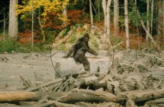 Роль технологий в поисках Бигфута меняет науку — Cardiff University