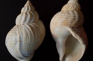 Раковины найдены в неолитических шахтах Каталонии — The Guardian