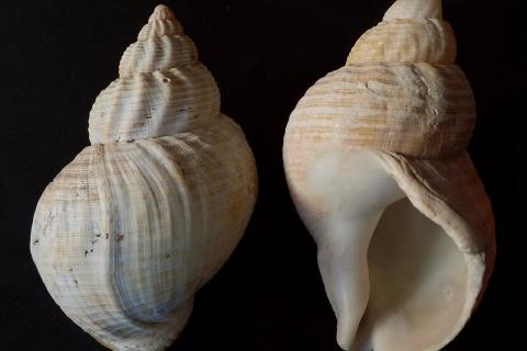 Раковины найдены в неолитических шахтах Каталонии — The Guardian